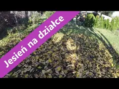 Jesienne porządki w moim ogrodzie. Jakie prace trzeba zrobić jesienią?