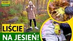Jesienne porządki w ogrodzie! Co zrobić z liśćmi? | Murator Ogroduje